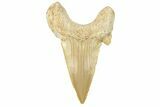 Fossil Shark Tooth (Otodus) - Large Specimen #259880-1